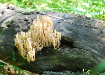 Wood Fungii