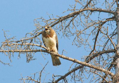 Swainson's Hawk