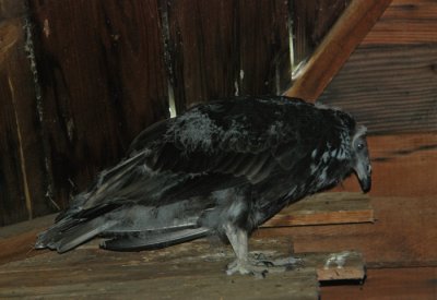 Tu. Vulture (Juvenile)
