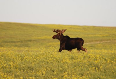 Canola Field