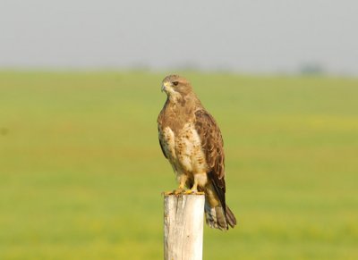 Swainson's Hawk