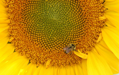 Face of a Sunflower