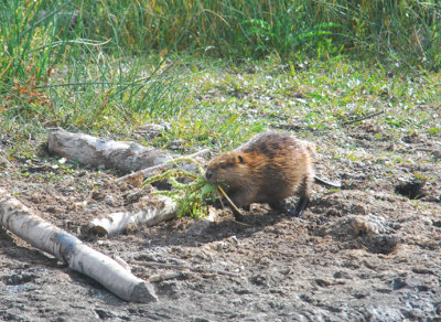 Juvenile Beaver