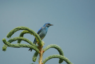Bluebird of Happiness