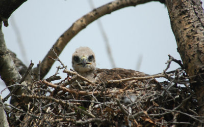 Juvenile R.T_Hawk