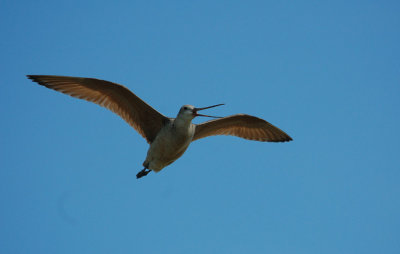 Marbled Godwit