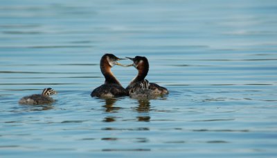 Red-necked Grebes