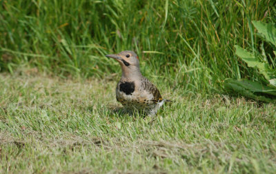 Northern Flicker