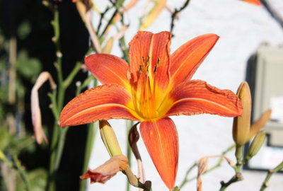 Day-Lily