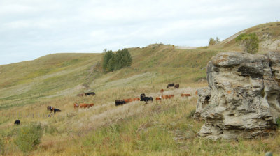 Foothills Cattle
