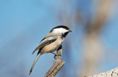 B.C_Chickadee