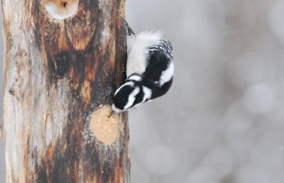 A Woodpeckers Way