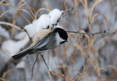 Angle___Bird?