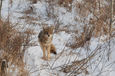  Wary Coyote
