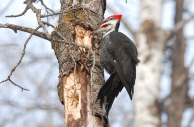 P_Woodpecker (M)