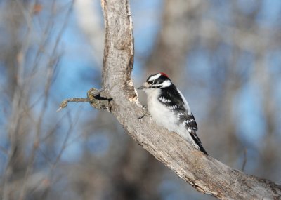 D__Woodpecker