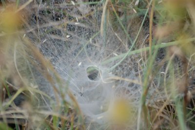 Home of Funnel Web Spider