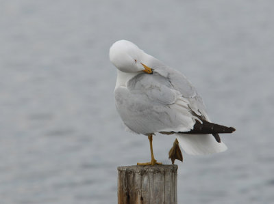 Ring Billed Gull
