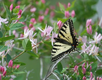  Swallowtail On Honeysuckle