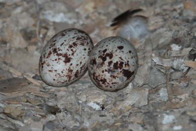 Turkey Vulture Eggs
