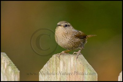 winter_wren_wn_081108_005.jpg