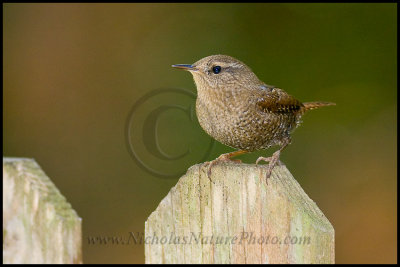 winter_wren_wn_081108_006.jpg