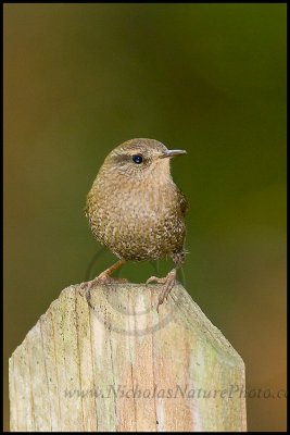 winter_wren_wn_081108_007.jpg