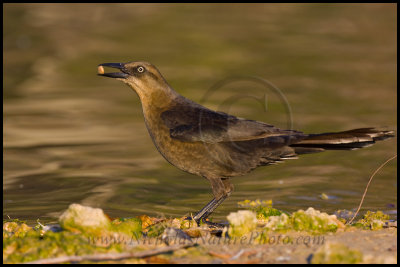 great-tailed_grackle_wn_090222_116.jpg