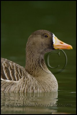 greater_white-fronted_goose_wn_090221_048.jpg