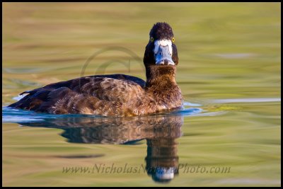 lesser_scaup_wn_090222_092.jpg