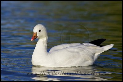 ross's_goose_wn_090222_018.jpg