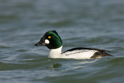 Common_Goldeneye_wn_080128_093.jpg;  Male
