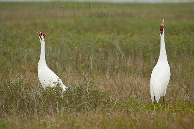 Goose Island State Park and Aransas NWR