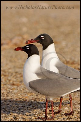 Laughing_Gull_wn_080315_009.jpg