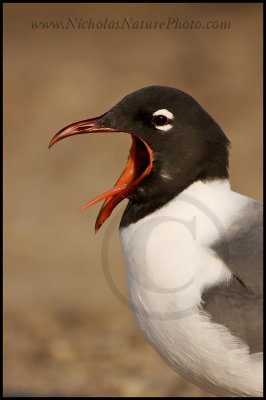 Laugihng_Gull_wn_080315_005.jpg
