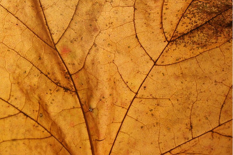 Autumn colors