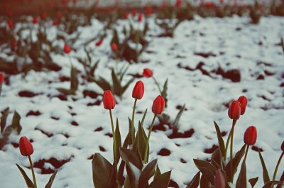 Frozen tulips