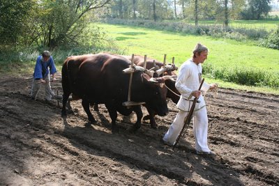 Primaval tillage