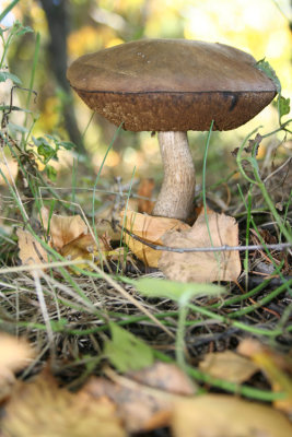 13th October - Hunting on mushrooms