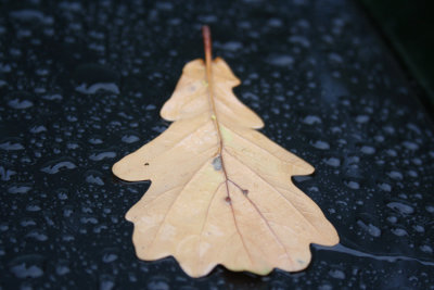 4th November - Leaf after rain