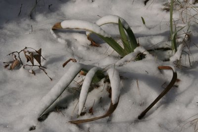 16th February 2008 - Snow Scorpion