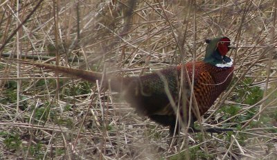 5th April 2008 - Pheasant walks about among reeds