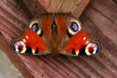 12th April 2008 - Butterfly Inachis io feel spring
