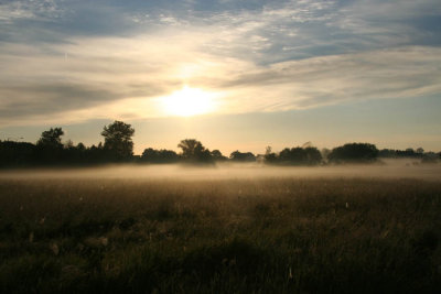 Fog on field