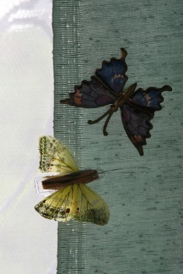27th June 2008 - Butterflies on courtain