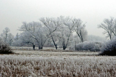 2nd January 2009 - Frosty Winter