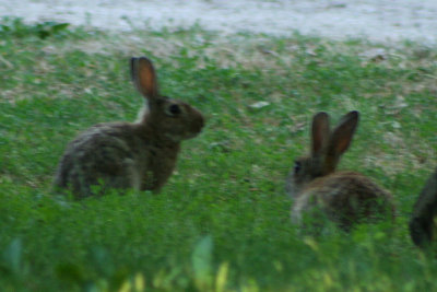 Lepus europaeus