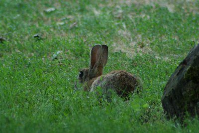 Lepus europaeus