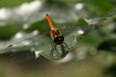 Dragonfly