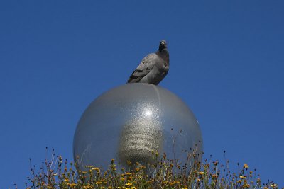 Pigeon on lantern